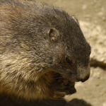 Murmeltiere beim Essen