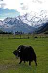 Yak im Wildpark Ferleiten