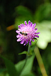 Wald-Witwenblume mit Wespe