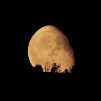 Moonrise behind Trees