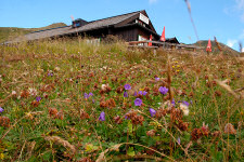 Bergblumen