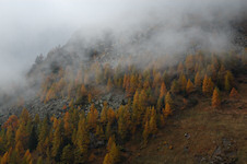 Bergwald im Nebel