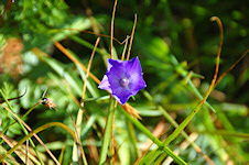 Scheuchzers Glockenblume