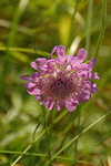 Wald-Witwenblume