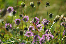 Wald-Witwenblumen