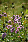 Wald-Witwenblumen