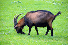 Ziege im Tierpark Ferleiten