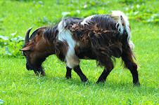 Ziege im Tierpark Ferleiten