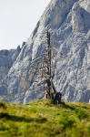 Abgestorbener Baum unter Mandelwand