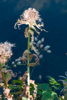 Stachel-Kratzdistel