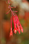 Fuchsia fulgens