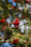 Vogelbeeren