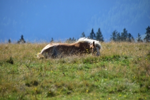 Pferd wälzt sich